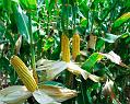 GMO kukuruz
